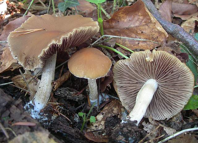 Psathyrella gossypina   (Bull.)   A. Pearson & Dennis